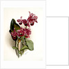 Cattleya Bowringiana by F. Sander