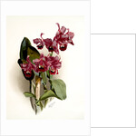 Cattleya Bowringiana by F. Sander