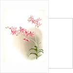 Dendrobium superbum by F. Sander