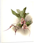 Masdevallia backhousiana by F. Sander