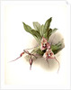 Masdevallia backhousiana by F. Sander