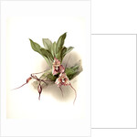 Masdevallia backhousiana by F. Sander