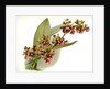 Oncidium lanceanum by F. Sander