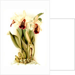 Cattleya dowiana aurea by F. Sander