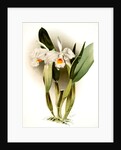 Cattleya eldorado crocata by F. Sander