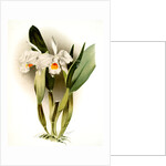 Cattleya eldorado crocata by F. Sander