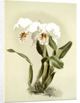 Cattleya mossiae var reineckiana by F. Sander