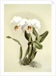 Cattleya mossiae var reineckiana by F. Sander