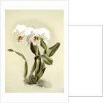 Cattleya mossiae var reineckiana by F. Sander