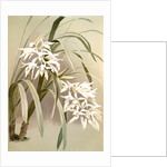 Cymbidium mastersi by F. Sander