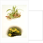 Paphinia rugosa; Zygopetalum xanthinum by F. Sander