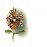 Cattleya guttata leopoldi by F. Sander