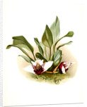 Maxillaria sanderiana by F. Sander