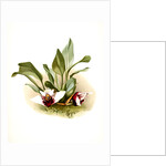 Maxillaria sanderiana by F. Sander