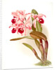Cattleya lawrenceana by F. Sander