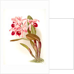 Cattleya lawrenceana by F. Sander