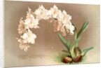 Odontoglossum crispum by F. Sander