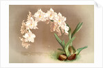 Odontoglossum crispum by F. Sander