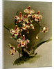 Odontoglossum wilckeanum var rothschildianum by F. Sander