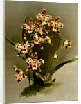 Odontoglossum wilckeanum var rothschildianum by F. Sander