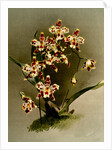 Odontoglossum wilckeanum var rothschildianum by F. Sander