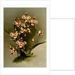 Odontoglossum wilckeanum var rothschildianum by F. Sander