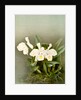 Cattleya trianae alba by F. Sander