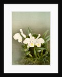 Cattleya trianae alba by F. Sander