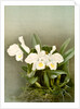 Cattleya trianae alba by F. Sander