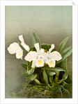 Cattleya trianae alba by F. Sander