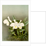 Cattleya trianae alba by F. Sander
