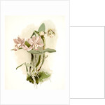 Cattleya o'brieniana by F. Sander