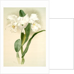 Cattleya mendelii quorndon house var by F. Sander