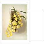 Onicidium concolor by F. Sander