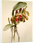 Cattleya granulosa var schofieldiana by F. Sander