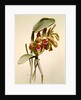 Cattleya granulosa var schofieldiana by F. Sander