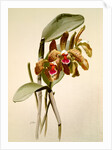 Cattleya granulosa var schofieldiana by F. Sander