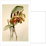 Cattleya granulosa var schofieldiana by F. Sander