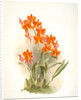 Epidendrum vitellinum by F. Sander