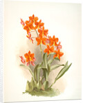 Epidendrum vitellinum by F. Sander