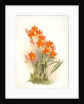 Epidendrum vitellinum by F. Sander