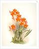 Epidendrum vitellinum by F. Sander