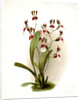 Odontoglossum schröderianum by F. Sander