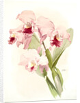 Cattleya labiata by F. Sander
