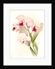 Cattleya labiata by F. Sander