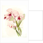 Cattleya labiata by F. Sander