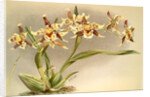 Odontoglossum Hallii xanthoglossum by F. Sander