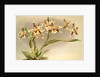 Odontoglossum Hallii xanthoglossum by F. Sander