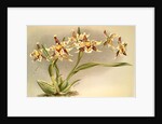 Odontoglossum Hallii xanthoglossum by F. Sander