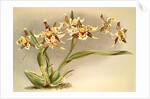 Odontoglossum Hallii xanthoglossum by F. Sander